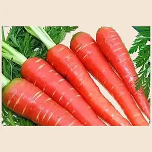 Red Carrot(Gajor)