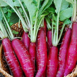 Radish(Mulo)