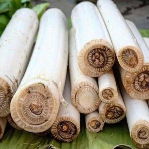 Banana Stem (Kola Gacher Thor)