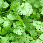 Coriander Bunch( Dhania Patti)