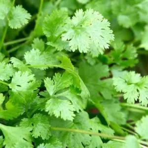 Coriander Bunch( Dhania Patti)