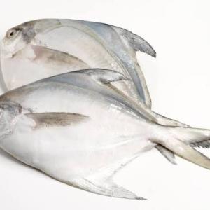 Pomfret Fish 200-250gm