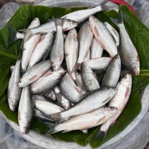 Bata Fish 250gm