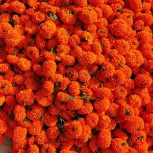 Genda Phool (100gm)