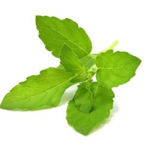 Holy Tulsi( 10gm)