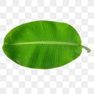 Banana Leaf (Kacha Kola)
