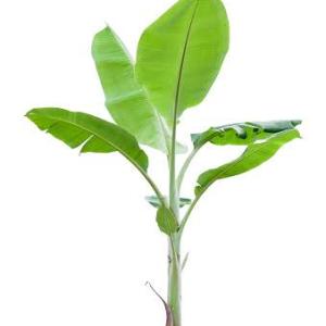 Banana tree (kola gach!l