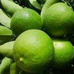 Lemon(kagchi lebu) 5 piece