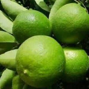 Lemon(kagchi lebu) 5 piece