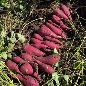 Grown Sweet potato(Lal Alu)